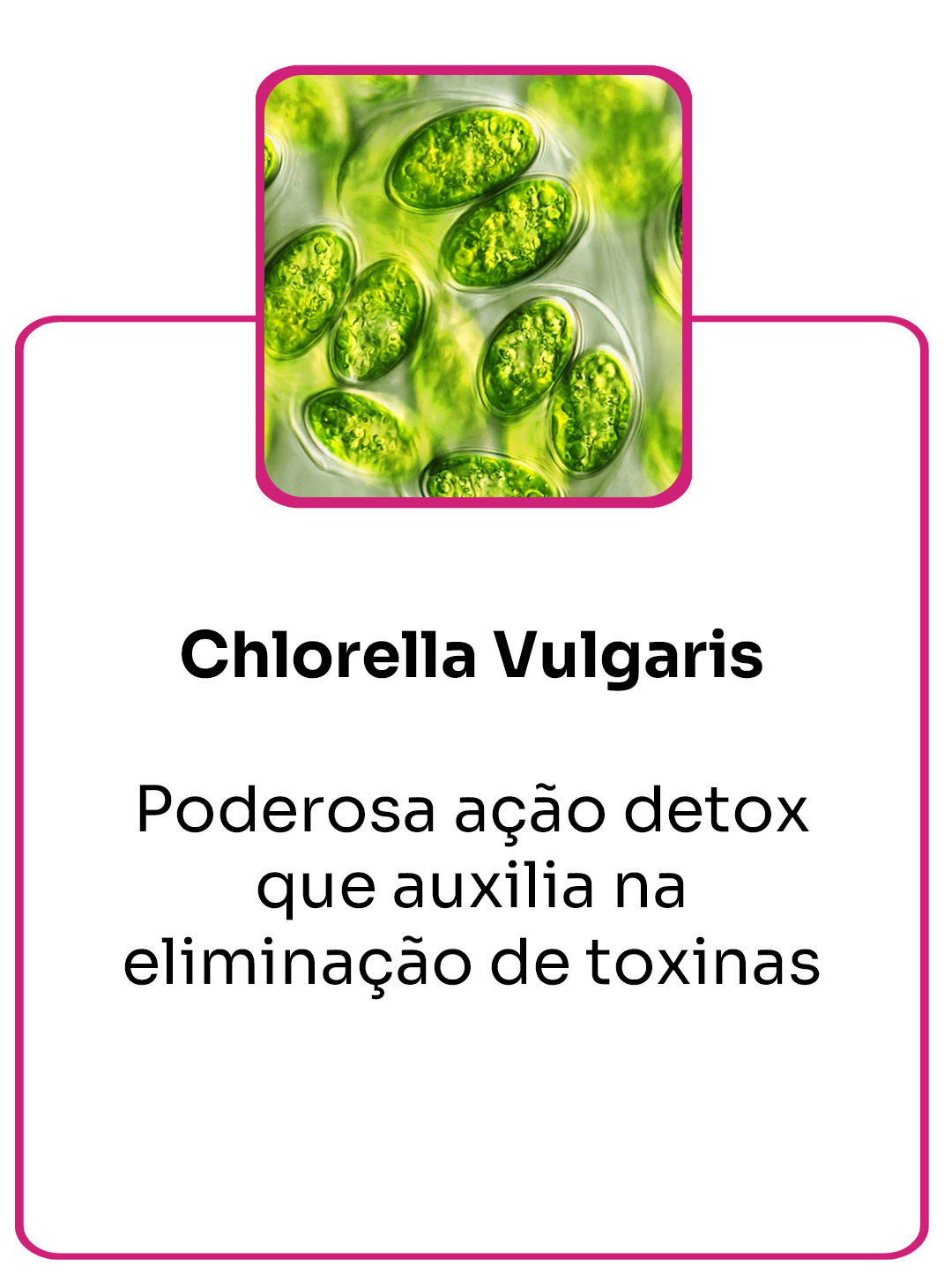 Chlorella Vulgaris